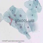 Prepared Microscope Slide Set - Connective Tissues and Systems of Movement - Set of 15 Slides